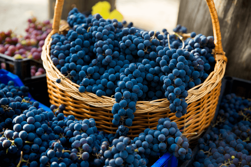 Pinot Noir Trauben im Lesekorb