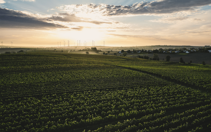 Viinitarhat Weingut Winter:n Viinitarhat Weingut Winter:n