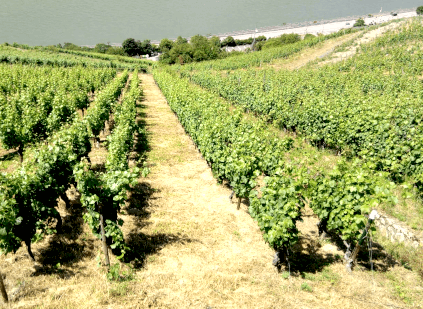 Viinitarha Assmannshauser Höllenberg