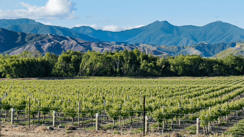 Nelsonin viinirypäleet