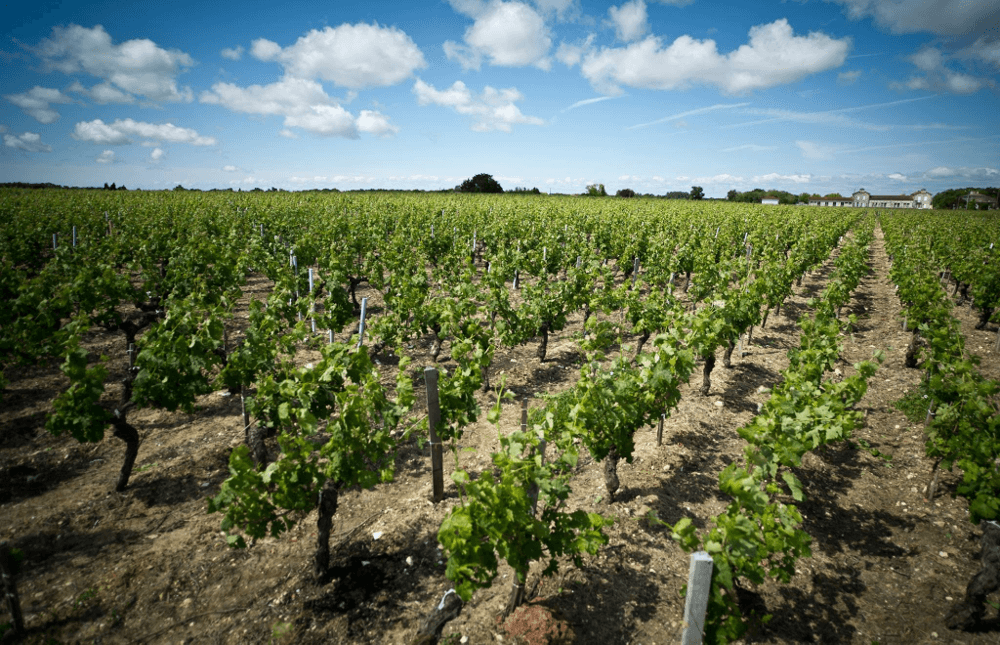 Viiniköynnökset viinitarhassa