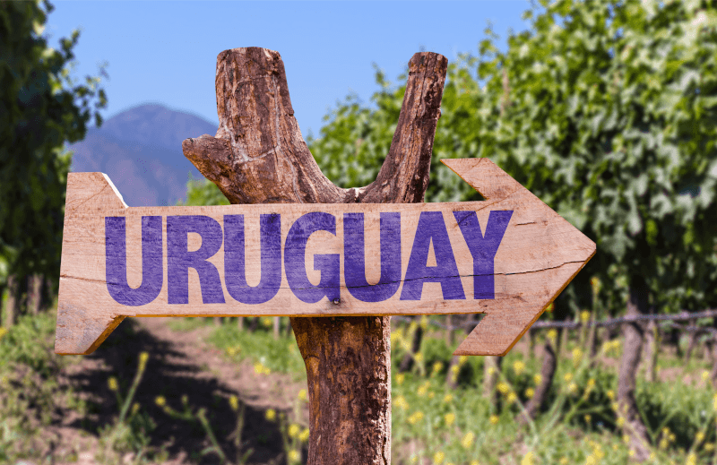 Uruguayn viinitarha opastekylteineen