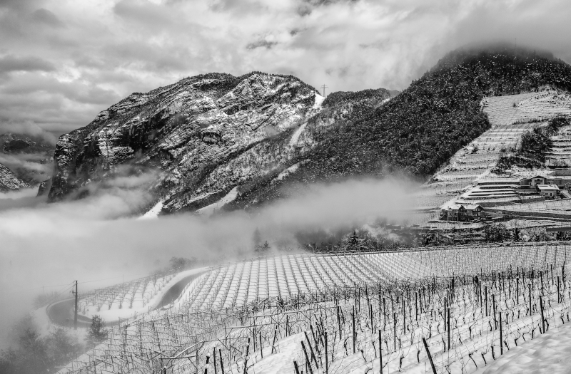 Viinitarhat Trentossa Viinitarhat Trentossa