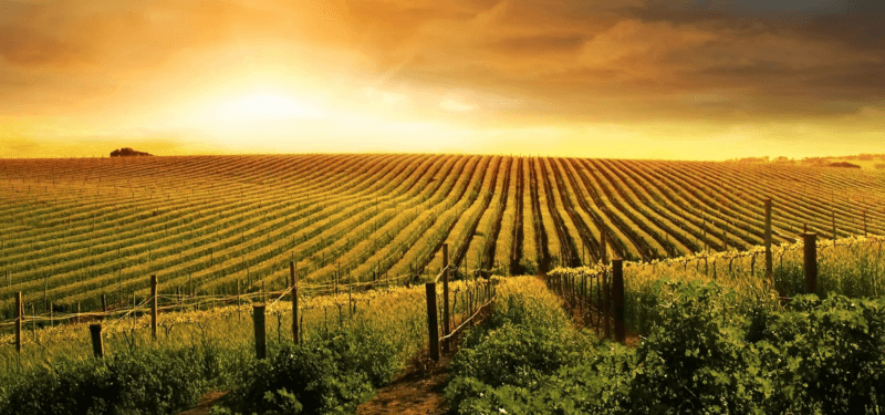 Näkymä Finca Los Trenzonesin viinitarhoille