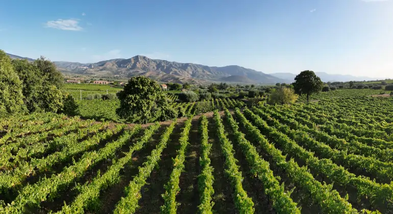 Roséta kaikkialta maailmasta ja kaikissa vivahteissaan – 6 x tutustumispaketti