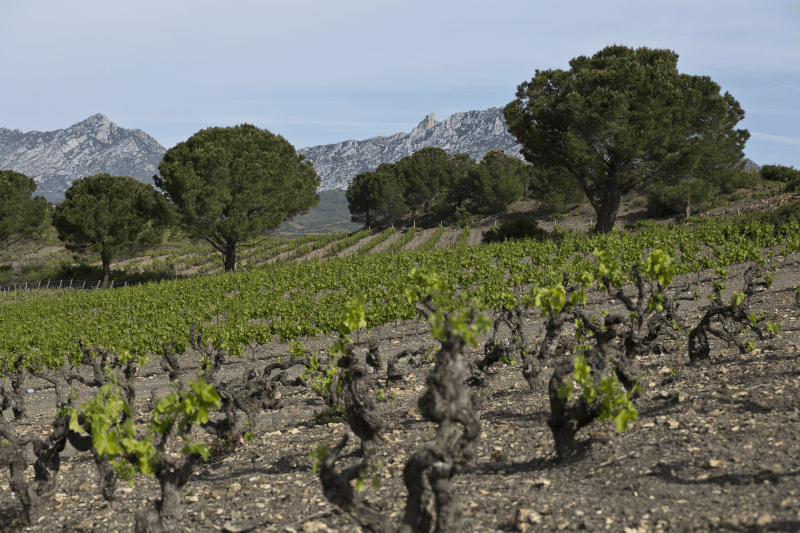Château Saint Roch Vallee del Agly Chateau Saint Roch Vallee del Agly