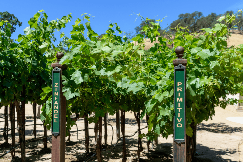 Primitivo Zinfandel Primitivo-Zinfandel