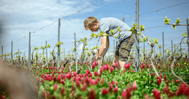 Weingut Hemer viinitarha