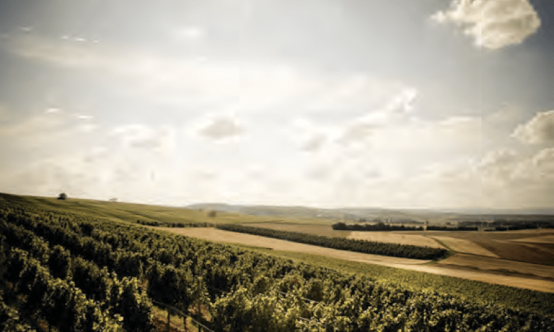 Weingut Espenhof viiniköynnökset Weingut Espenhof viiniköynnökset
