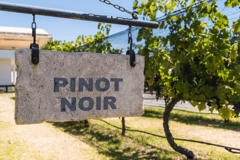 Pinot Noir Rebsortenschild
