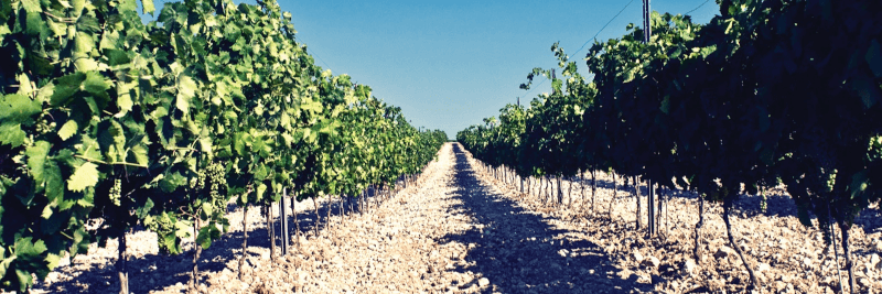 Barone Montalto Vineyards Barone Montalto Vineyards