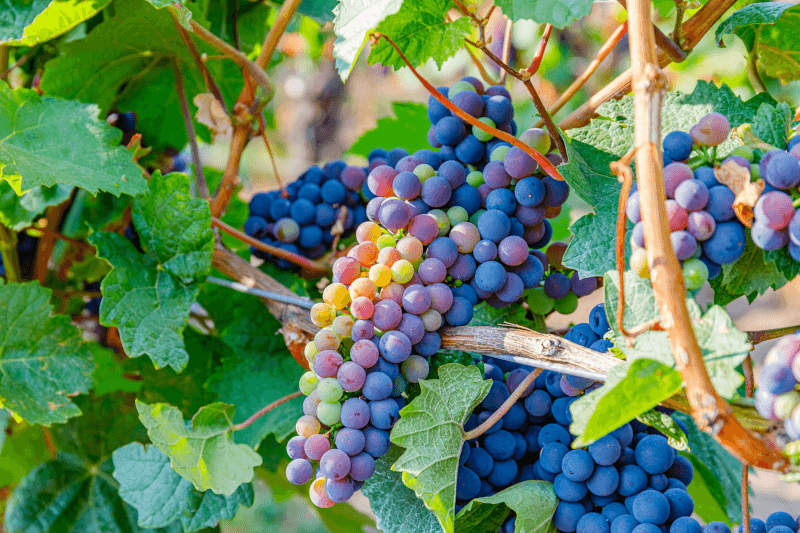 Moldovalaiset viinit viinirypäleet