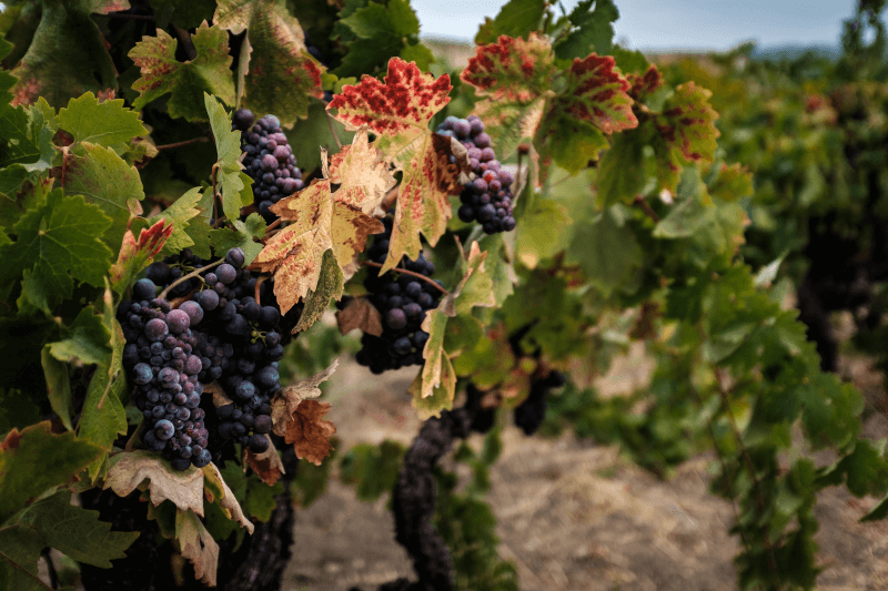 Zinfandel-Reben in Sonoma Zinfandel-Reben-in-Sonoma