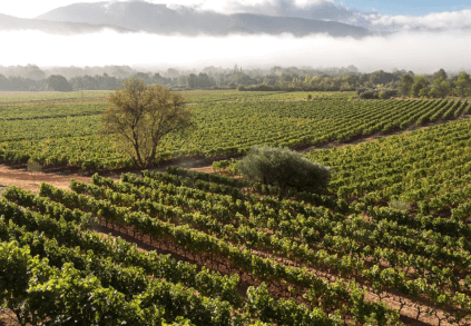 Villa Vallombrosan viiniköynnökset