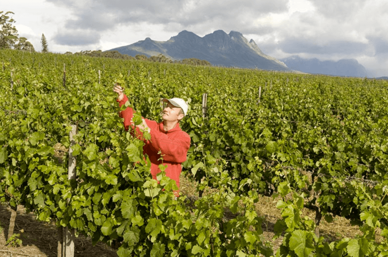 Villiera Winesin viininteko Villiera Winesin viininteko