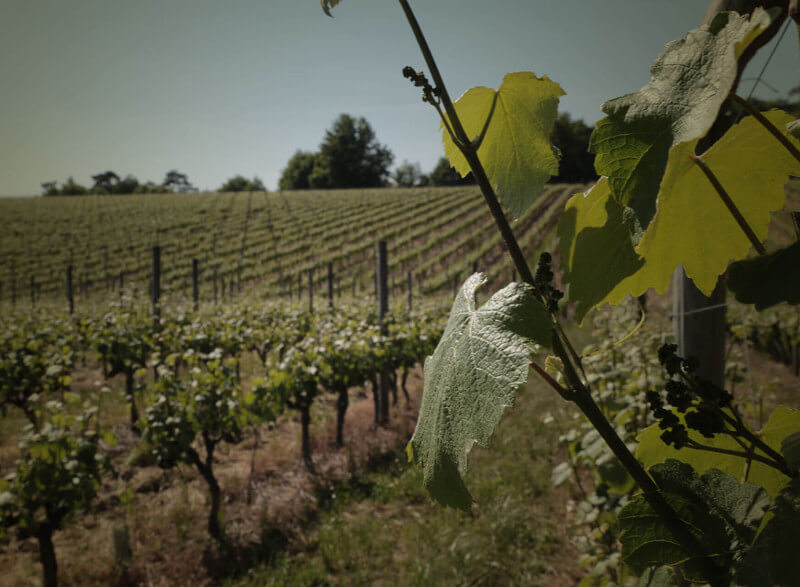 Quinta da Aveledan viinitarhat
