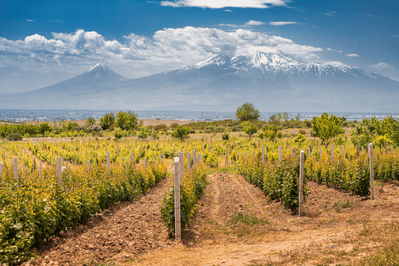 Armenien viiniköynnökset Armenien viiniköynnökset