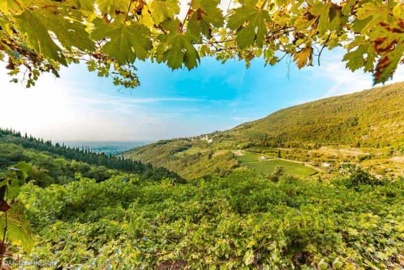 Viinitarha Valpolicellassa Viinitarha Valpolicellassa