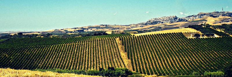 Barone Montalto Winery Barone Montalto Winery