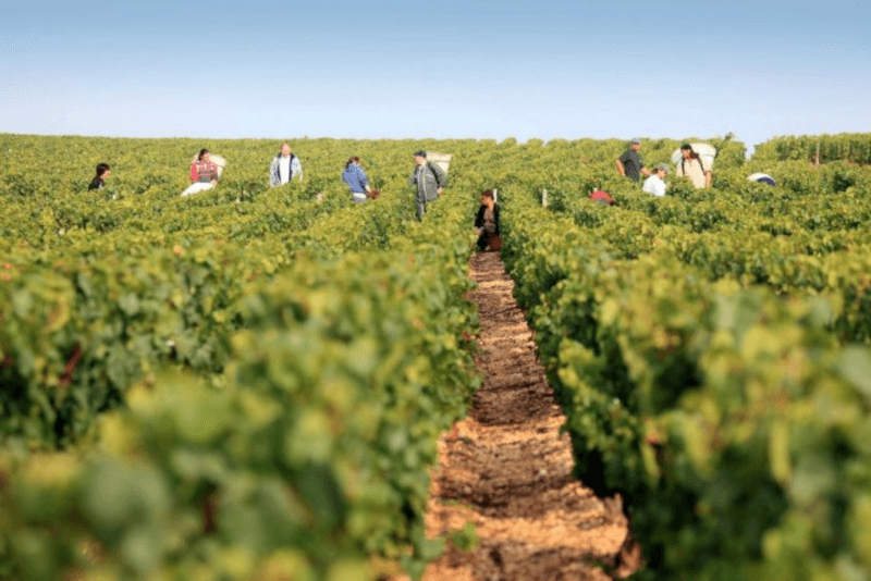 Domaine Servin Viininhoito Domaine Servin Viininhoito