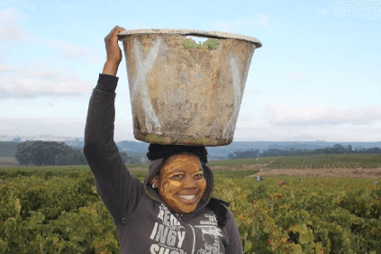 Sadonkorjuu Stellenrustilla Sadonkorjuu Stellenrustilla