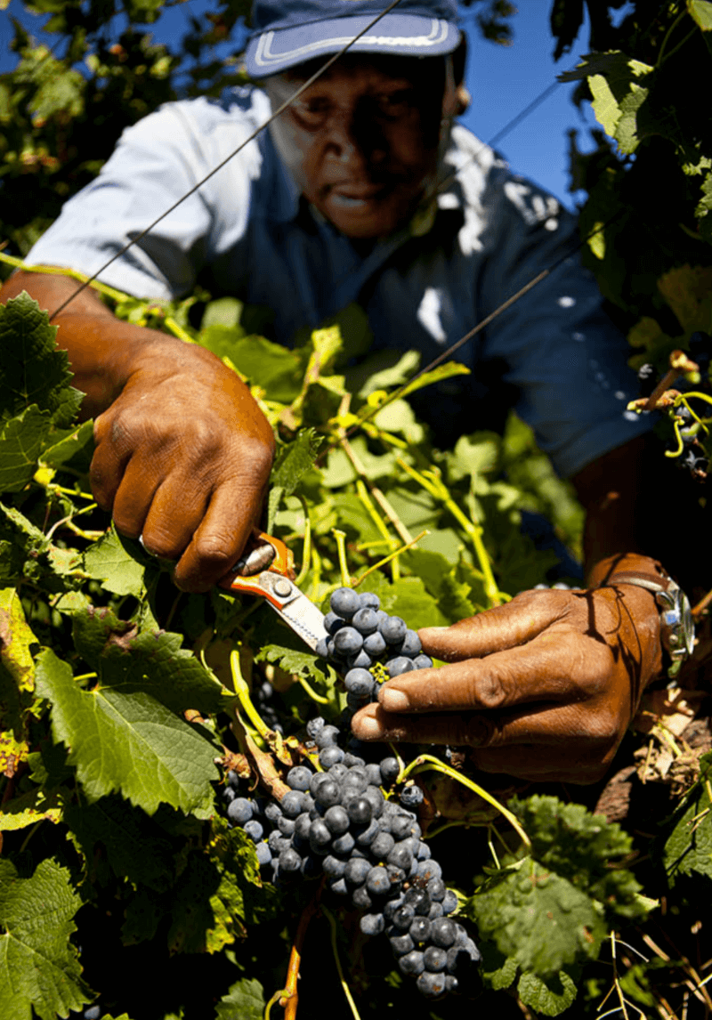 Villiera Winesin viinirypäleet Villiera Winesin viinirypäleet