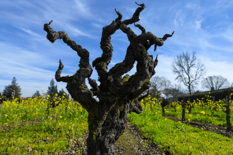 Old Zinfandel Vine in Napa Valley Old-Zinfandel-Vine-in-Napa-Valley