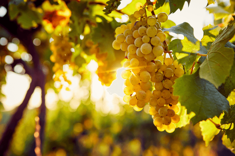 Chardonnay - Burgundin symbolinen rypälelajike