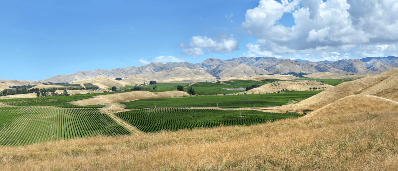 Sauvignon Blanc Marlborough Neuseeland