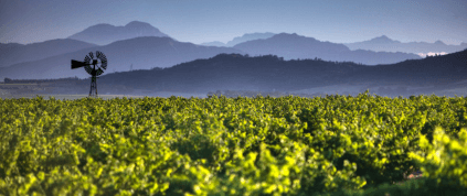 MAN Vintnersin viinitarhat MAN Vintnersin viinitarhat