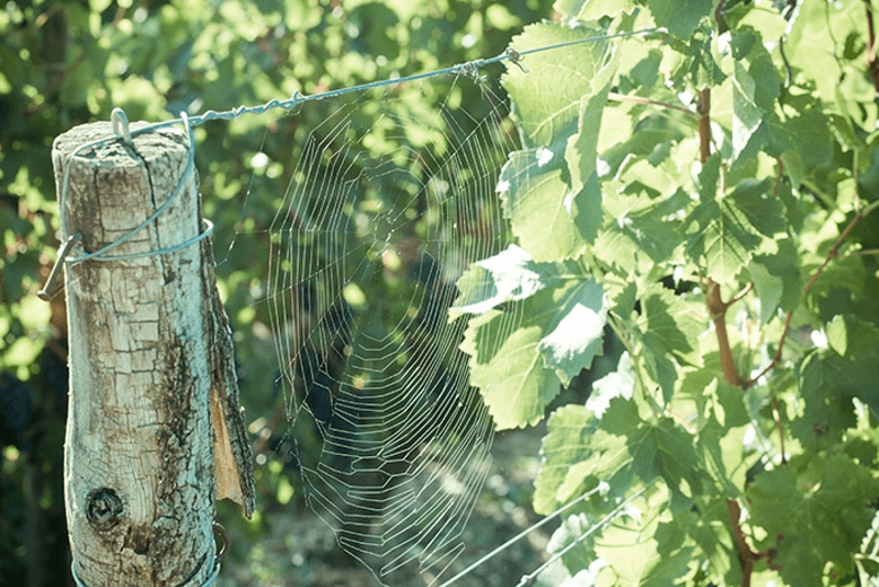 Château Thieuleyn viiniköynnökset