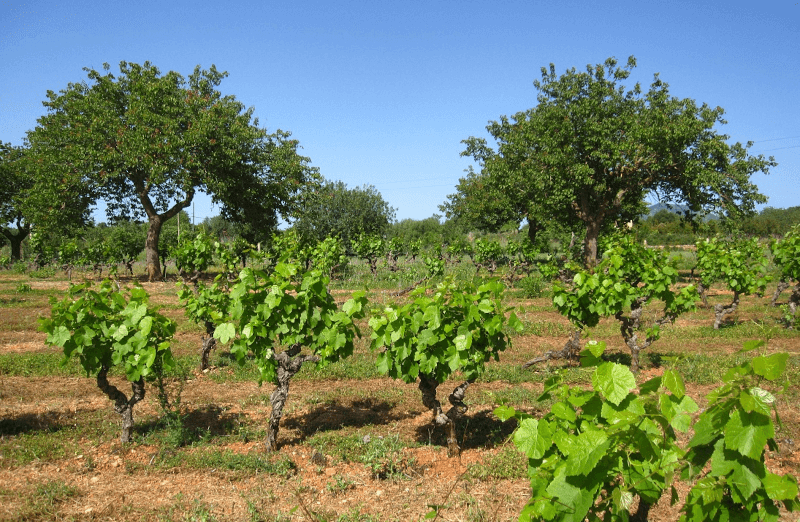 Anima Negra Vines hedelmäpuiden kanssa