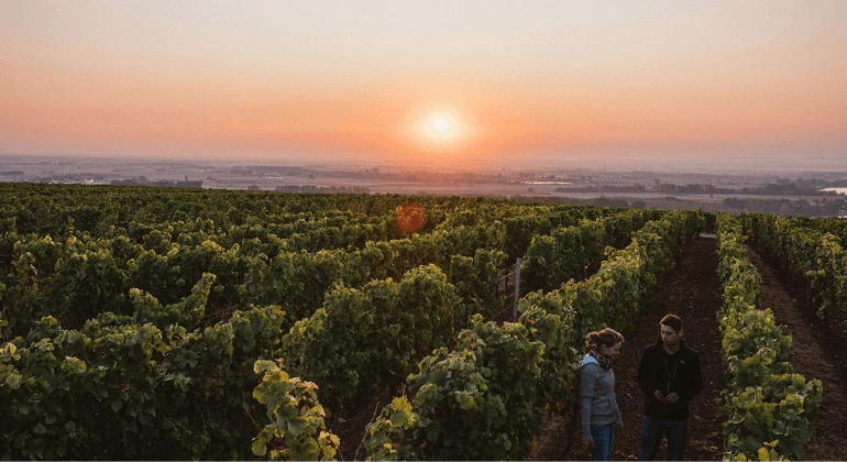 Vielfalt von Weingut Lisa Bunn - 6-fach Probierpaket