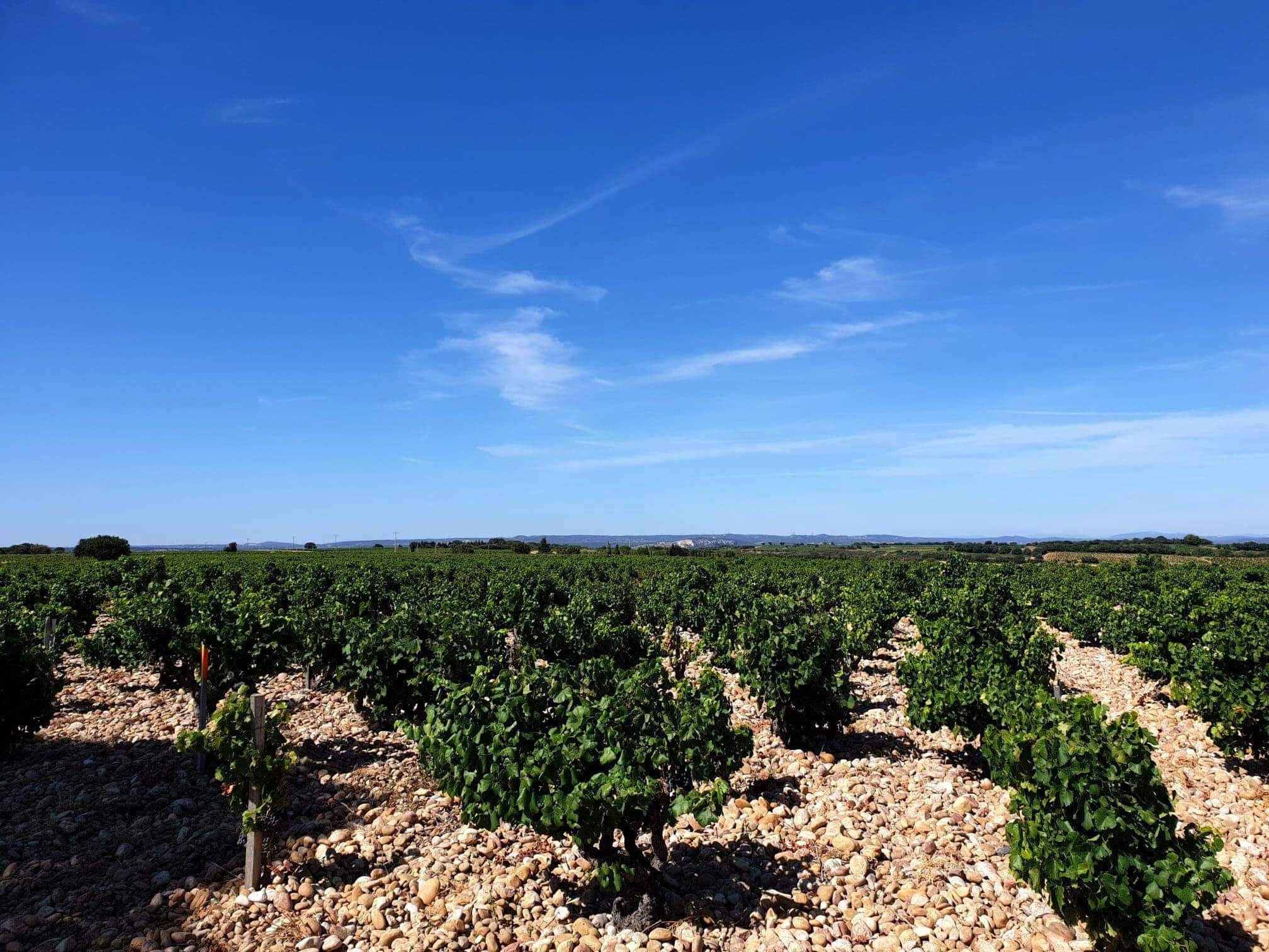 Maison Bouachonin viinitarha
