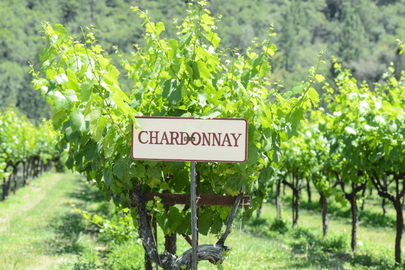 Chardonnay Rebzeile