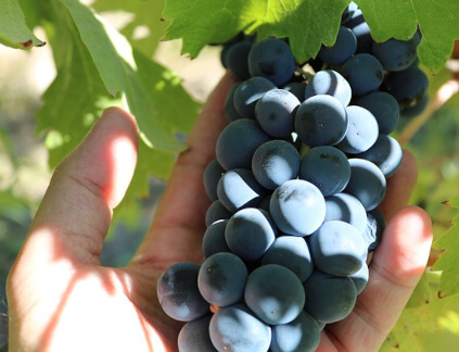 Rypäleet Familia Fernandez Rivera