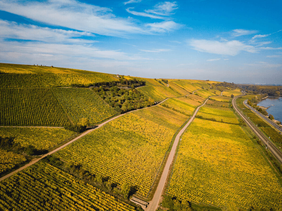 Punaisen rinteen viinitarha