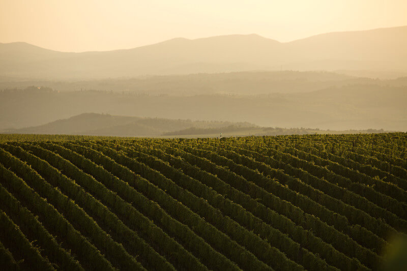 Tenuta Lucen viinitarha