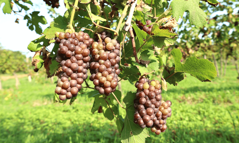 Pinot Grigio Trauben Pinot Grigio Trauben