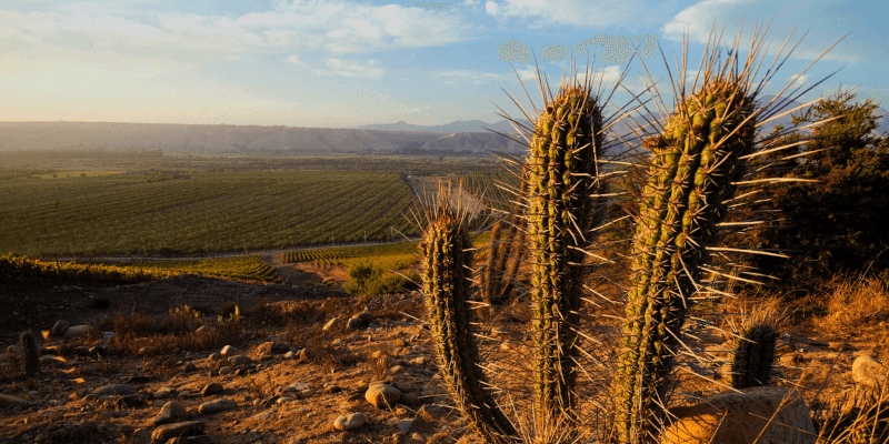 Sutil Family Wines Limarin viinitarha Sutil Family Wines Limarin viinitarha