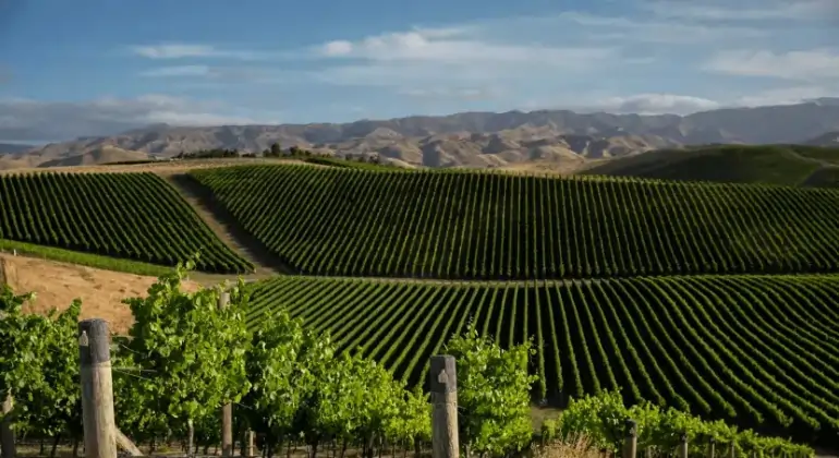 The Ned Sauvignon Blanc Mariscolta – 6 pullon etupaketti