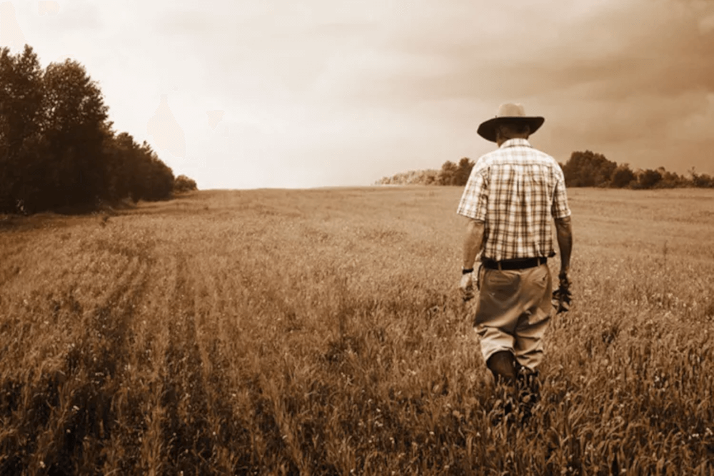 Viljelijä viljapellolla