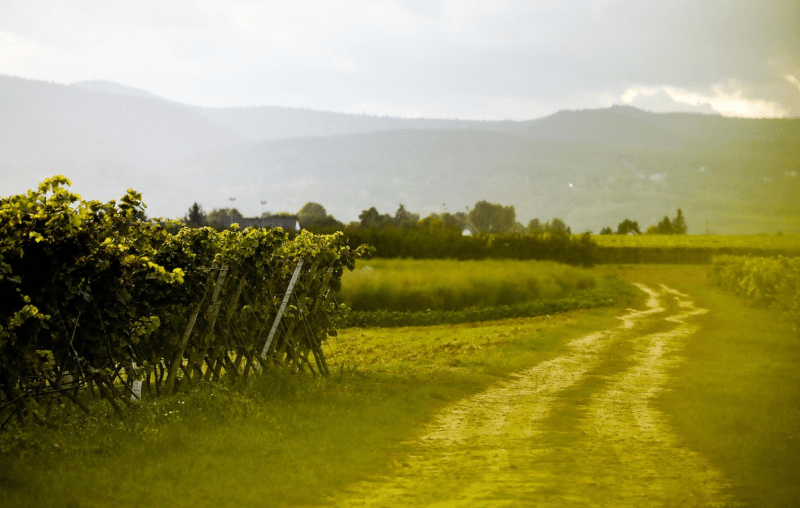 Weingut Kesselring viinitarhat Weingut Kesselring viinitarhat