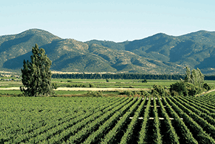 Vina Los Vascosin viinitarhat Vina Los Vascosin viinitarhat